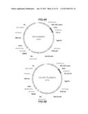 CHEMOKINE-IMMUNOGLOBULIN FUSION POLYPEPTIDES, COMPOSITIONS, METHOD OF     MAKING AND USE THEREOF diagram and image