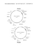 CHEMOKINE-IMMUNOGLOBULIN FUSION POLYPEPTIDES, COMPOSITIONS, METHOD OF     MAKING AND USE THEREOF diagram and image