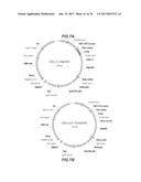 CHEMOKINE-IMMUNOGLOBULIN FUSION POLYPEPTIDES, COMPOSITIONS, METHOD OF     MAKING AND USE THEREOF diagram and image