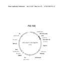 CHEMOKINE-IMMUNOGLOBULIN FUSION POLYPEPTIDES, COMPOSITIONS, METHOD OF     MAKING AND USE THEREOF diagram and image