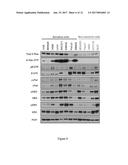 ASYMMETRIC INTERFERING RNA COMPOSITIONS THAT SILENCE K-RAS AND METHODS OF     USES THEREOF diagram and image