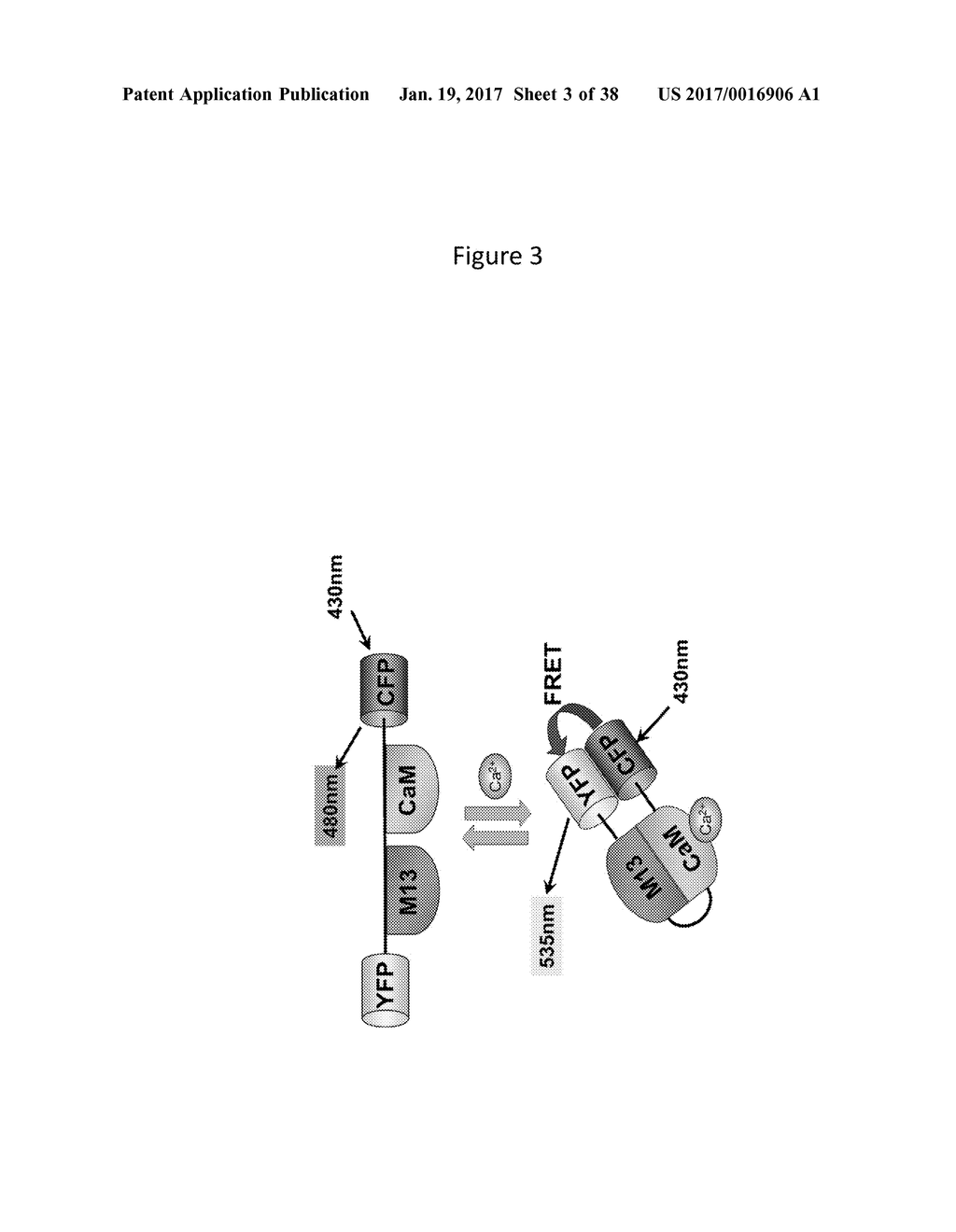 CANCER DETECTION METHOD USING SENSE OF SMELL OF NEMATODE - diagram, schematic, and image 04