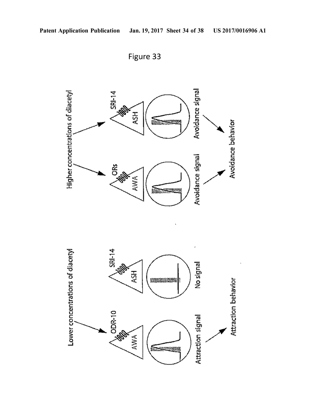 CANCER DETECTION METHOD USING SENSE OF SMELL OF NEMATODE - diagram, schematic, and image 35