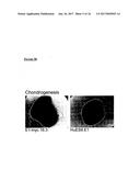 METHODS FOR MONITORING CELLULAR STATES AND FOR IMMORTALIZING MESENCHYMAL     STEM CELL diagram and image