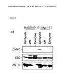 METHODS FOR MONITORING CELLULAR STATES AND FOR IMMORTALIZING MESENCHYMAL     STEM CELL diagram and image