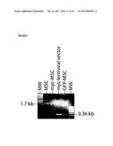 METHODS FOR MONITORING CELLULAR STATES AND FOR IMMORTALIZING MESENCHYMAL     STEM CELL diagram and image