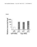 METHODS FOR MONITORING CELLULAR STATES AND FOR IMMORTALIZING MESENCHYMAL     STEM CELL diagram and image