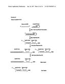 METHODS FOR MONITORING CELLULAR STATES AND FOR IMMORTALIZING MESENCHYMAL     STEM CELL diagram and image