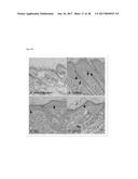 NOVEL LACTOBACILLUS PLANTARUM AND COMPOSITION COMPRISING SAME diagram and image