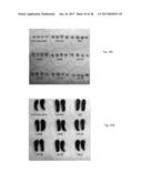 NOVEL LACTOBACILLUS PLANTARUM AND COMPOSITION COMPRISING SAME diagram and image