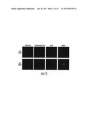 ASYMMETRIC BIFUNCTIONAL SILYL MONOMERS AND PARTICLES THEREOF AS PRODRUGS     AND DELIVERY VEHICLES FOR PHARMACEUTICAL, CHEMICAL AND BIOLOGICAL AGENTS diagram and image