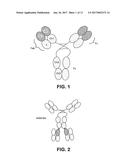 IL-23 ANTIBODIES AND METHODS OF USING THE SAME diagram and image