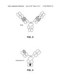 IL-23 ANTIBODIES AND METHODS OF USING THE SAME diagram and image