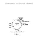 COMPOSITIONS AND METHODS COMPRISING SEQUENCES HAVING MEGANUCLEASE ACTIVITY diagram and image