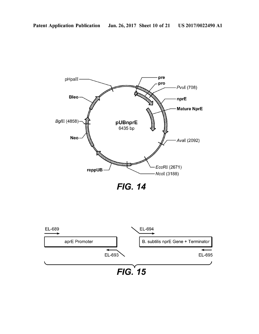 USE AND PRODUCTION OF STORAGE-STABLE NEUTRAL METALLOPROTEASE - diagram, schematic, and image 11