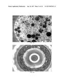 COMPOSITE LIQUID CELLS diagram and image