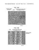 WAVELENGTH CONVERTER CONTAINING PHOSPHOR PARTICLES diagram and image