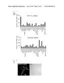 METHOD OF SCREENING ATP11C OR CDC50A INHIBITOR diagram and image