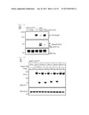 METHOD OF SCREENING ATP11C OR CDC50A INHIBITOR diagram and image