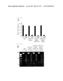 METHOD OF SCREENING ATP11C OR CDC50A INHIBITOR diagram and image