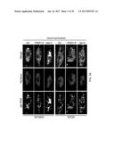 Tools and Methods for Targeting Oligonucleotide Repeat RNA Toxicity diagram and image