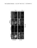 Tools and Methods for Targeting Oligonucleotide Repeat RNA Toxicity diagram and image