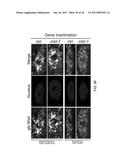 Tools and Methods for Targeting Oligonucleotide Repeat RNA Toxicity diagram and image