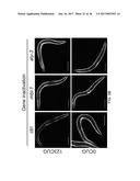 Tools and Methods for Targeting Oligonucleotide Repeat RNA Toxicity diagram and image