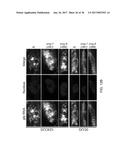 Tools and Methods for Targeting Oligonucleotide Repeat RNA Toxicity diagram and image