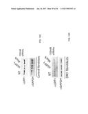 Tools and Methods for Targeting Oligonucleotide Repeat RNA Toxicity diagram and image