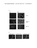 APPARATUS FOR SCREENING CELLS diagram and image