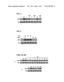 mTORC1 MODULATION BY AMINO ACIDS AND USES THEREOF diagram and image