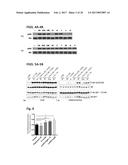 mTORC1 MODULATION BY AMINO ACIDS AND USES THEREOF diagram and image