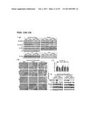 mTORC1 MODULATION BY AMINO ACIDS AND USES THEREOF diagram and image