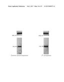 BIOSENSOR USING MAGNETIC PARTICLES FOR PATHOGEN DETECTION diagram and image