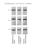 BIOSENSOR USING MAGNETIC PARTICLES FOR PATHOGEN DETECTION diagram and image