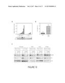 TREATMENT OF TUMORS EXPRESSING MUTANT P53 diagram and image