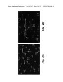 METHOD TO SCREEN OUT FALSE POSITIVES IN A CIRCULATING TUMOR CELL ASSAY diagram and image