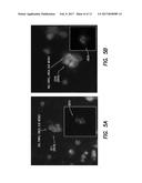 METHOD TO SCREEN OUT FALSE POSITIVES IN A CIRCULATING TUMOR CELL ASSAY diagram and image