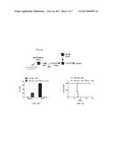 USE OF CASEIN KINASE I INHIBITORS FOR DEPLETING STEM CELLS diagram and image