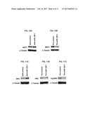 METHODS TARGETING MIR-128 FOR REGULATING CHOLESTEROL/LIPID METABOLISM diagram and image