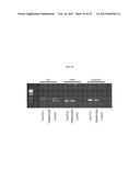 COMPOSITIONS AND METHODS FOR CELL TRANSPLANTATION diagram and image