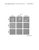 ANTICANCER PEPTIDE FOR INHIBITING PROLIFERATION OF CANCER STEM CELLS AND     USE THEREOF diagram and image