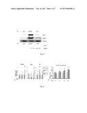 ISOFORM NELL-1 PEPTIDE diagram and image