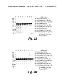 METHODS AND COMPOSITIONS FOR CNS DELIVERY OF HEPARAN N-SULFATASE diagram and image