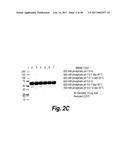 METHODS AND COMPOSITIONS FOR CNS DELIVERY OF HEPARAN N-SULFATASE diagram and image