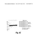 METHODS AND COMPOSITIONS FOR CNS DELIVERY OF HEPARAN N-SULFATASE diagram and image