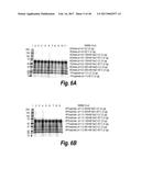 METHODS AND COMPOSITIONS FOR CNS DELIVERY OF HEPARAN N-SULFATASE diagram and image