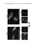 CNS DELIVERY OF THERAPEUTIC AGENTS diagram and image