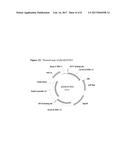 PRECISION GENE TARGETING TO A PARTICULAR LOCUS IN MAIZE diagram and image